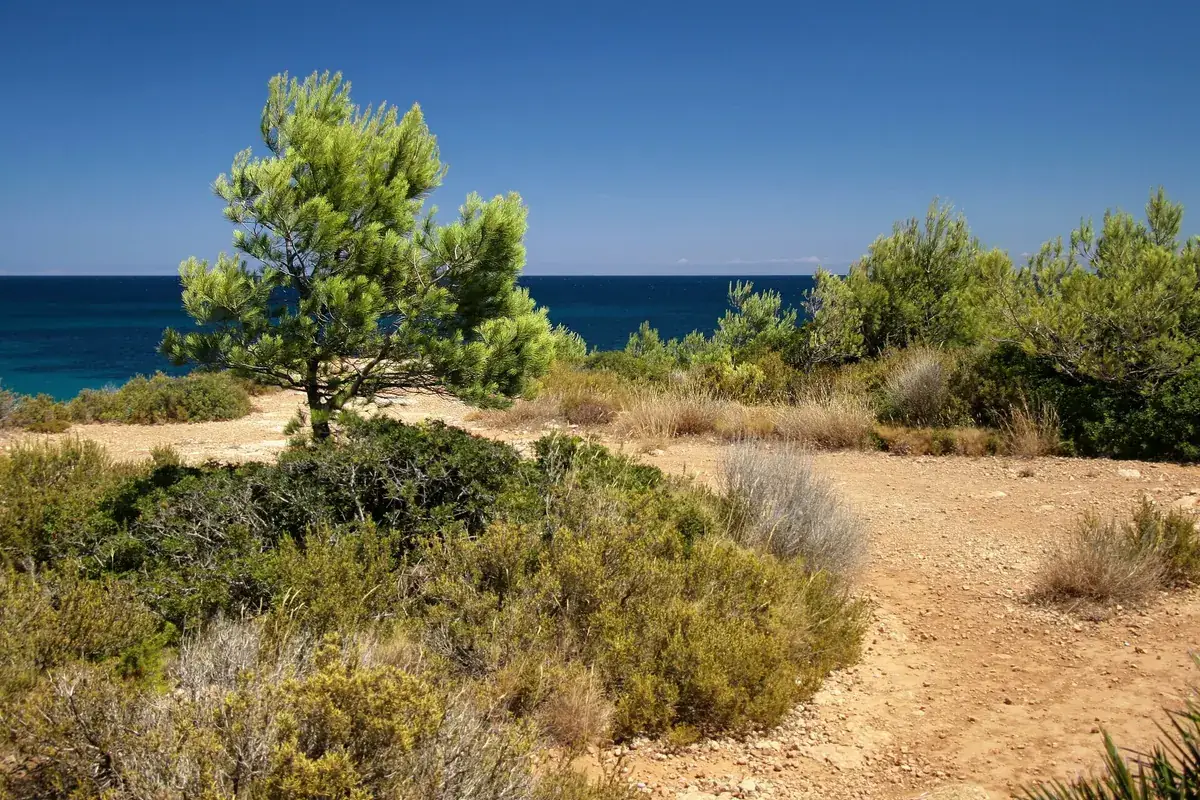 Cala Forn con agua turquesa y pinar mediterraneo
